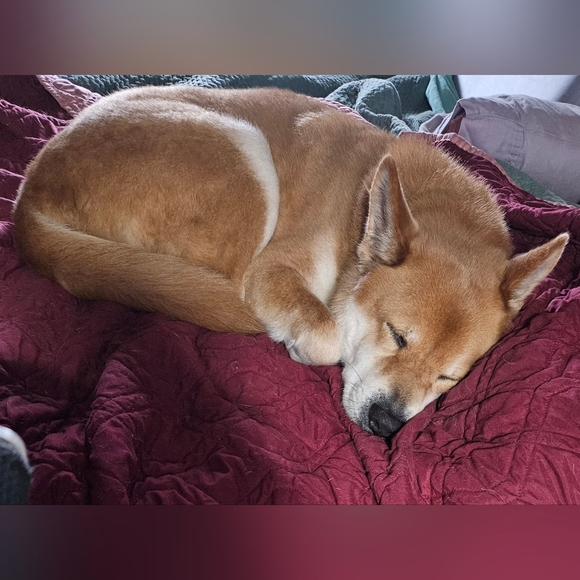 Pop-Up Live Show Listing - Picture 9 of 9